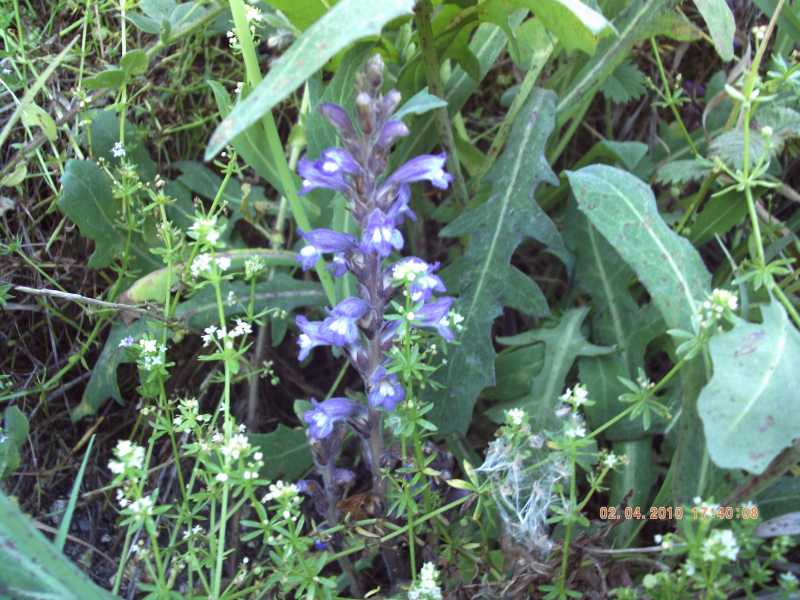 Orobanche ramosa s.l.